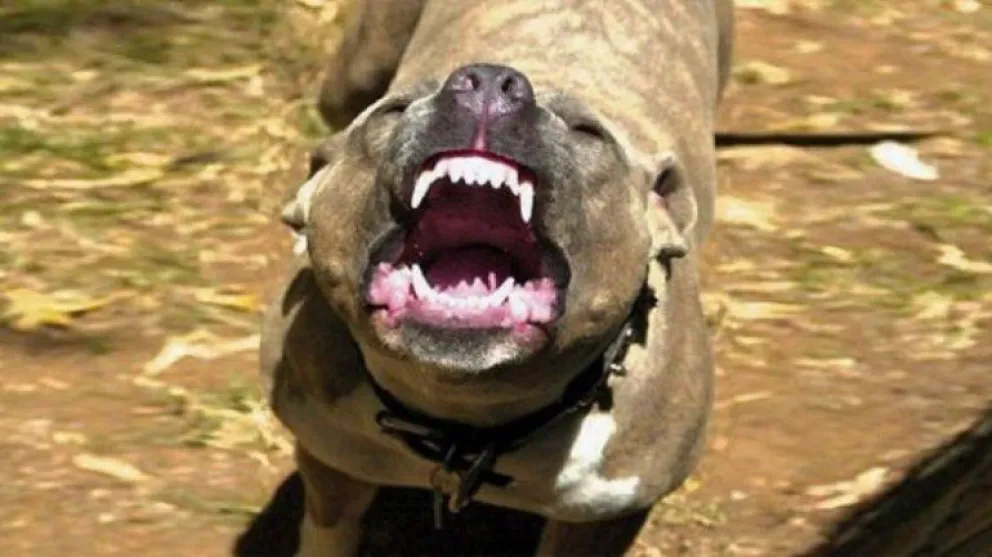 Alerta por un pitbull que ataca a todo lo que se mueve en su cuadra