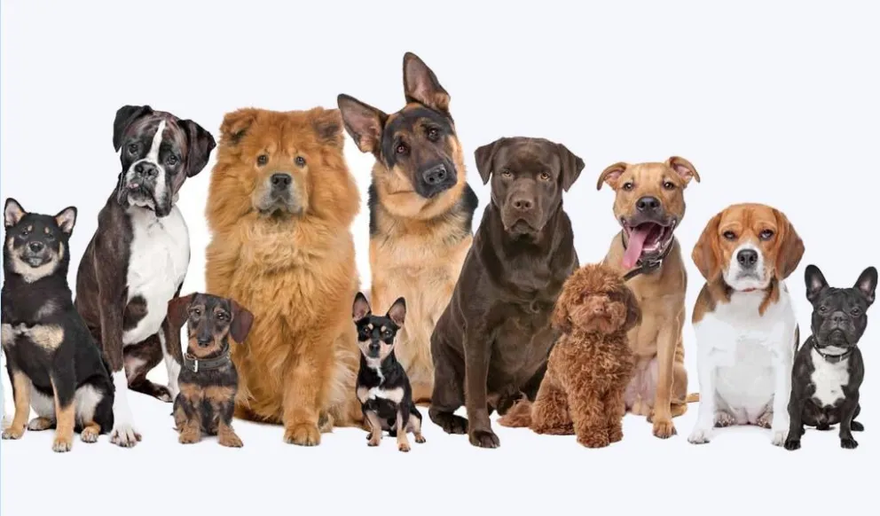 Científicamente comprobado: estas son las 10 razas de perro más inteligentes