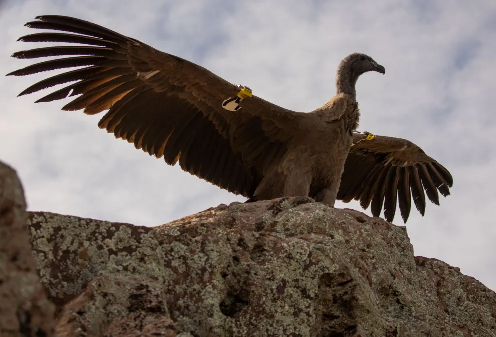Buscala al ángulo NatGeo: Río Negro protagonizó la suelta más grande de cóndores
