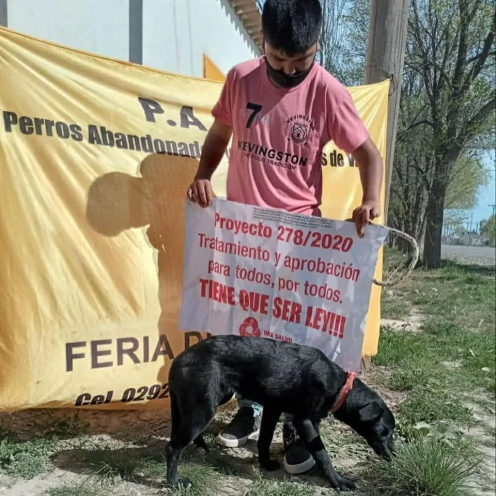 Ofensiva de protectoras de animales para prohibir el sacrificio de mascotas