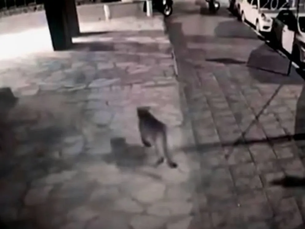 Qué hacer si te encontrás frente a frente con un puma