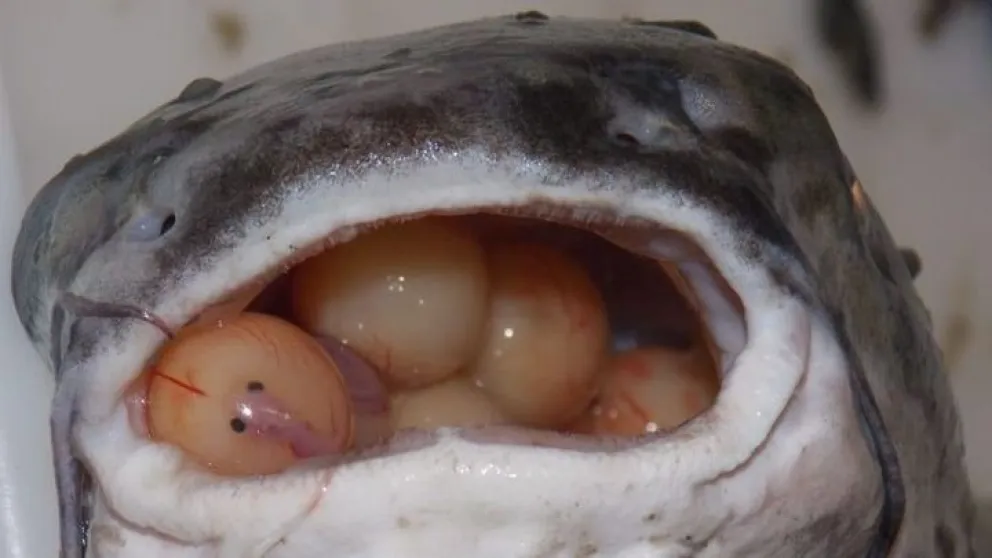 Guarda que si pica el bagre hay que cuidar a las crías y los huevos