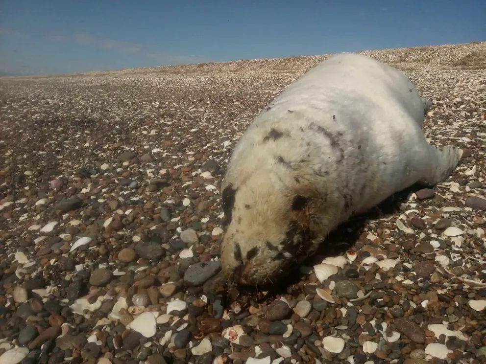 Misterio por la aparición del cadáver de una foca cangrejera en el Puerto