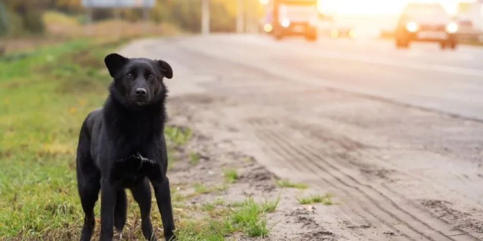 Un perro se atravesó y desencadenó una serie de sucesos desafortunados