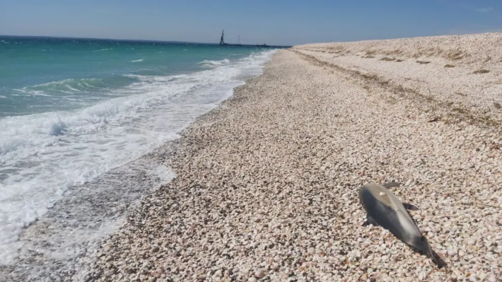Aparecieron varios delfines muertos en las playas del puerto de SAE