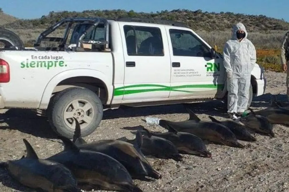 Hallaron 15 delfines muertos en la costa de San Antonio Oeste