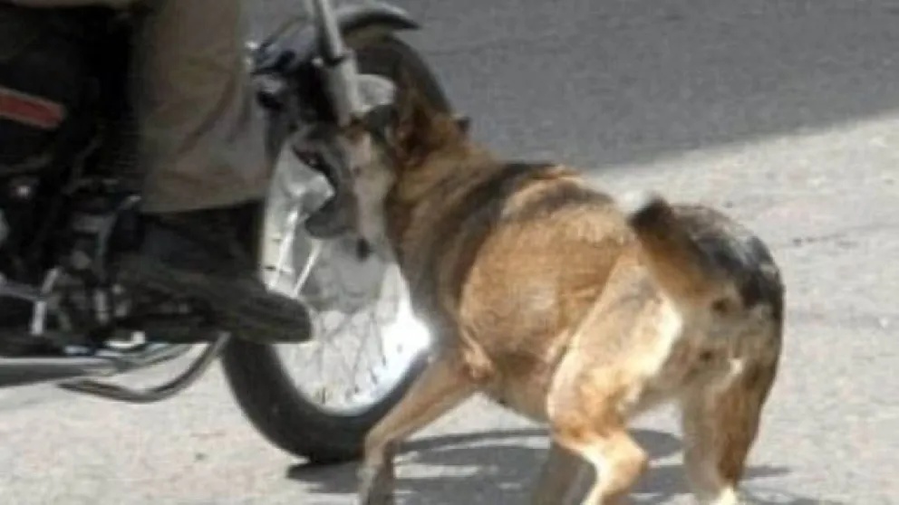 Un perro que no respetó la autoridad