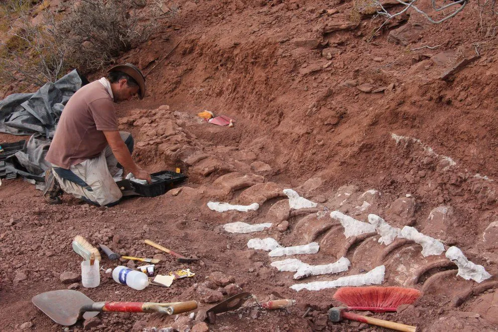 Lograron extraer los restos fósiles de un dinosaurio hallados en El Chocón