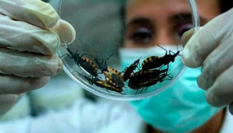Echan mano a estrategias para evitar la enfermedad de Chagas