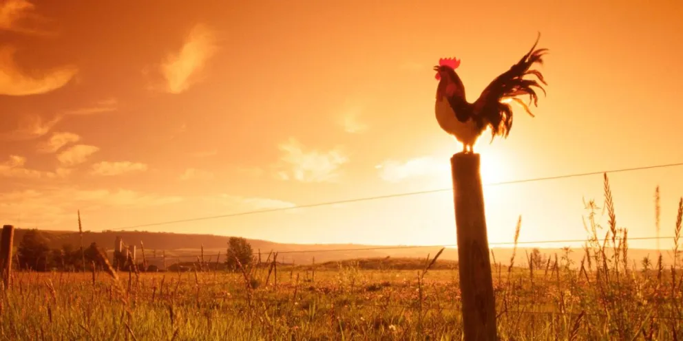 Por qué los gallos cantan al amanecer: esto es lo que nos revela la ciencia 