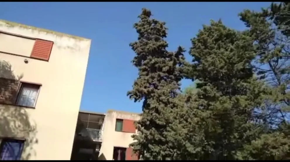 Un árbol a punto de caer en el barrio Guido genera temor entre los vecinos