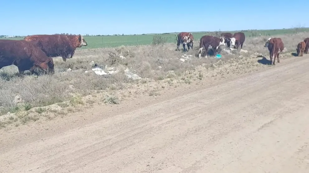 El problema principal radica en las bolsas que se vuelvan al paso de los camiones.
