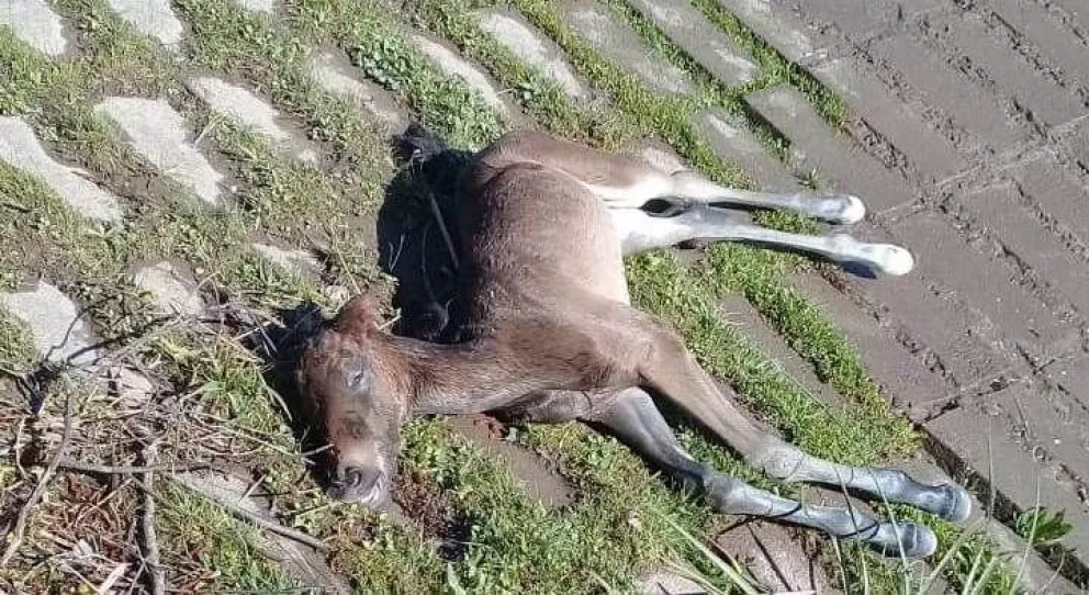 Apareció un potrillo muerto en el balneario Segunda Bajada