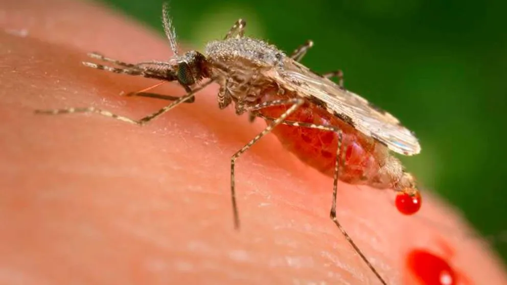 La OMS recomendó por primera vez en la historia el uso de la vacuna contra la malaria