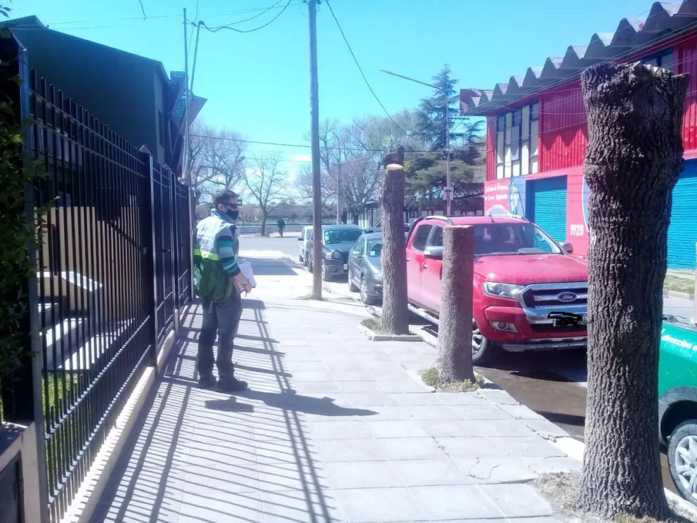 El municipio pone freno a la tala ilegal en la forestación urbana