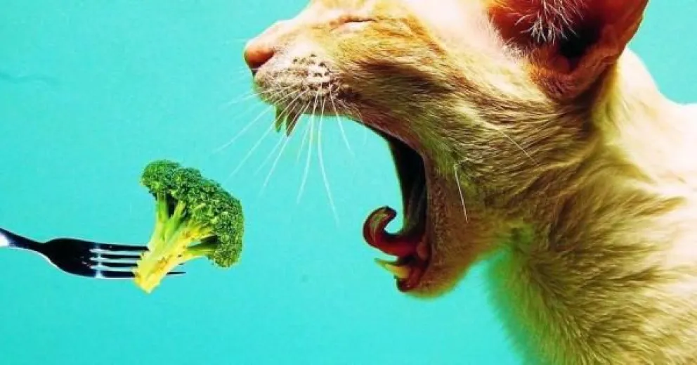Alerta mascotas: 17 cosas que tu gato jamás debe comer