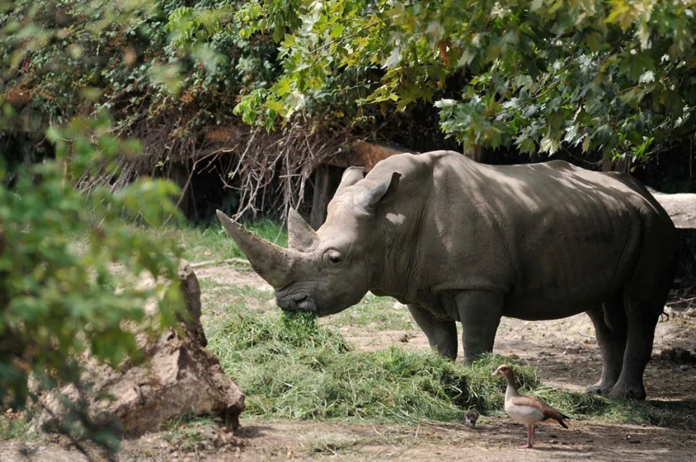 Murió el rinoceronte blanco más viejo del mundo a sus 54 años