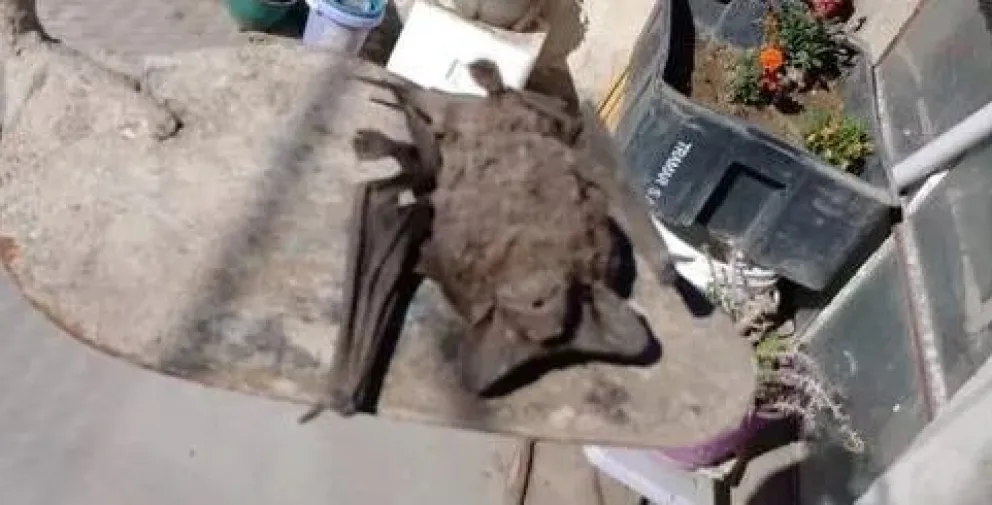 Un gato tiene un encuentro cercano con un murciélago, y ahora interviene Zoonosis