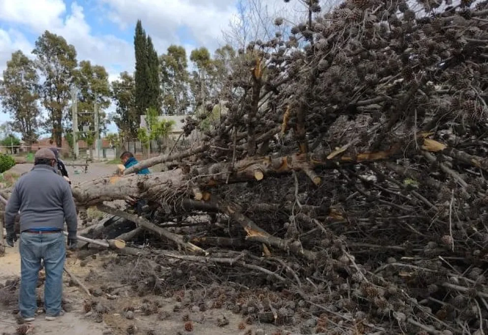 El fuerte viento derribó un árbol, no aplastó a nadie y salvaron la vacunas anti-Covid