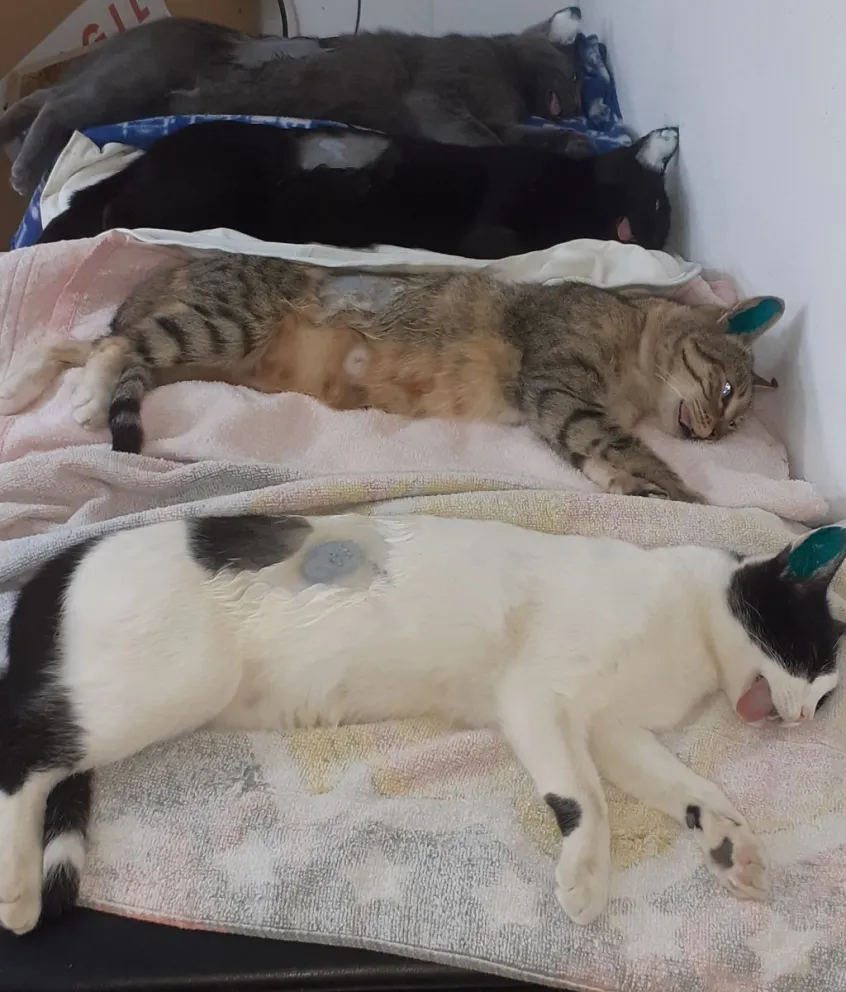 “No hay excusas para no vacunar un gato o un perro porque es gratuito”, afirmó Beltrán