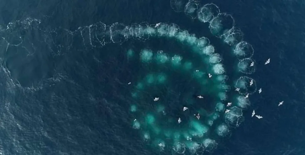 Video: Furor por las imágenes de un grupo de ballenas que nadan en espiral