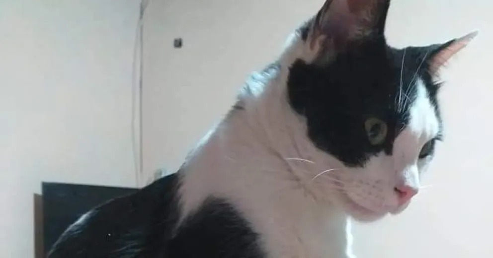 Este es el gato cazador de murciélagos: la dueña contó que nadie se quería hacer cargo de su inspección
