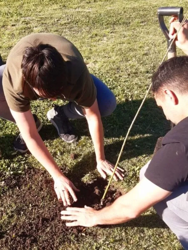 Plantaron sauces criollos donde habían sido salvájemente talados