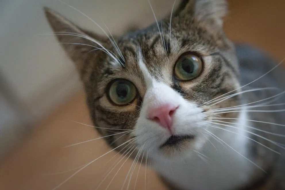 Gatos y dueños cómplices: preocupan las cazas de murciélagos no denunciadas