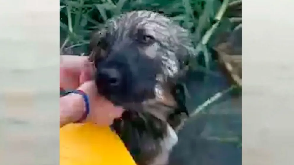 Conmovedor video: Rescataron del río a un perro atado a un tronco
