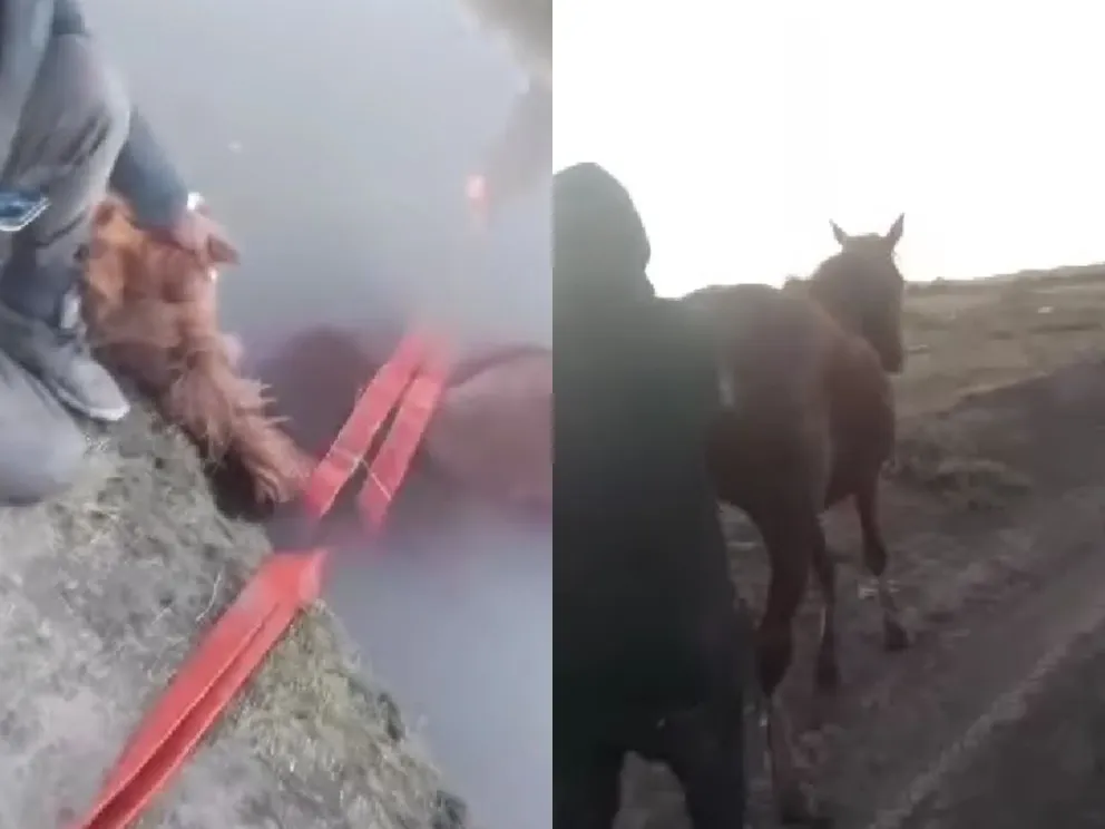 Heroico rescate de los bomberos de Viedma: le salvaron la vida a un caballo que se cayó a un canal de riego  