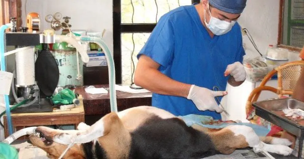 Trabajan en el diseño de una ordenanza para proponer una castración masiva