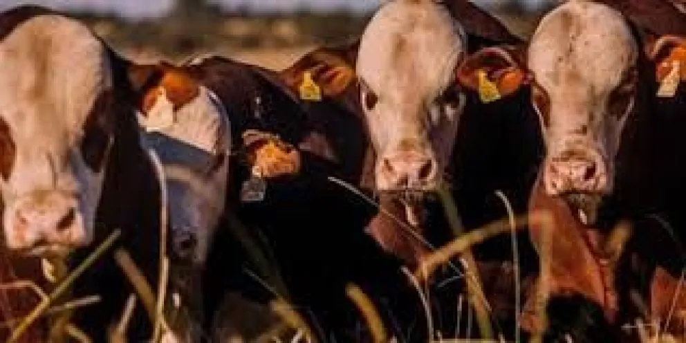 Dos hombres fueron imputados por faenar terneros robados y vender la carne
