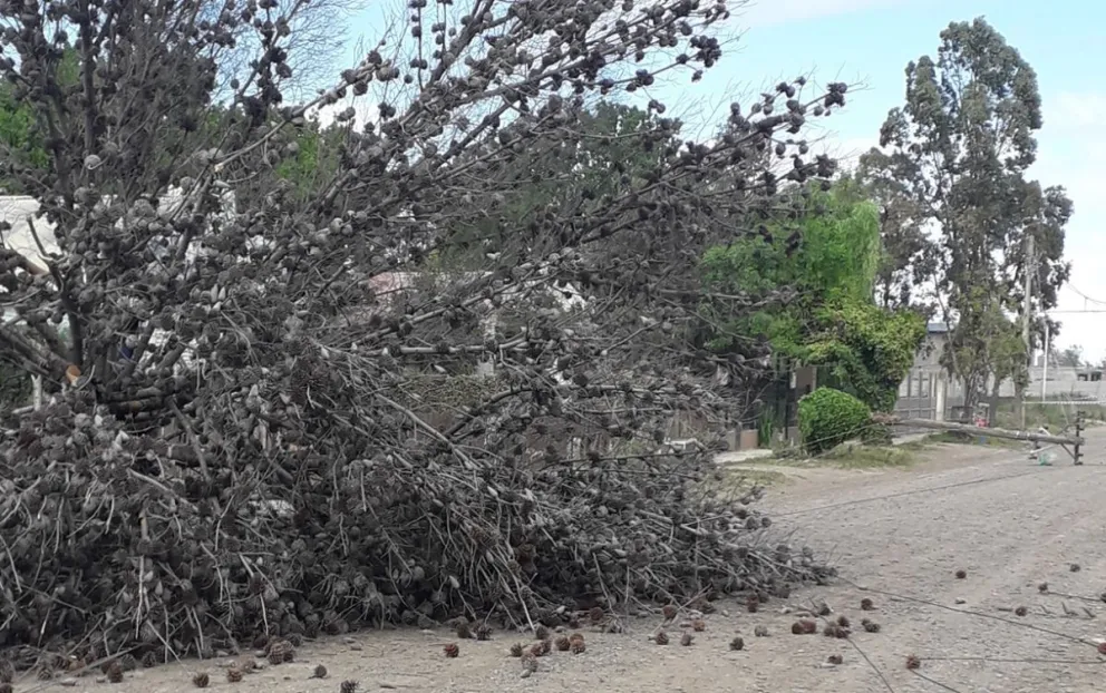 Sigue la novela por el árbol caído, la titular recordó que pidió ayuda al comisionado