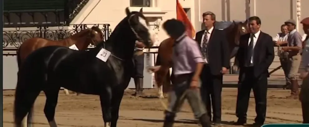 Expo Caballos Criollos de Patagones: se desarrollará este fin de semana en La Rural