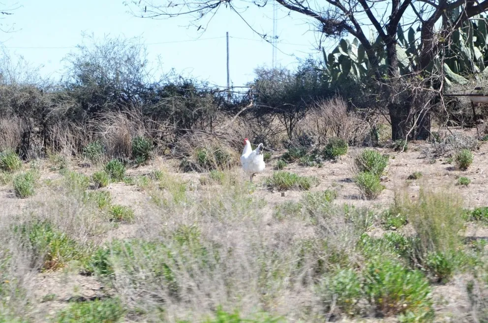 Declaran la emergencia agropecuaria por sequía a poco de una inundación