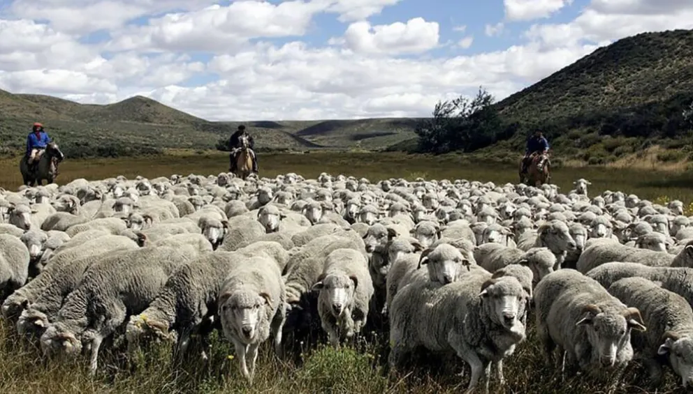 Legisladores de JSRN destacaron la prórroga de la ley ovina