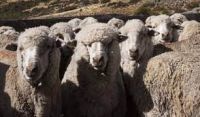 Patagones: INTA y Municipio apunta a incrementar la producción ovina en el Partido