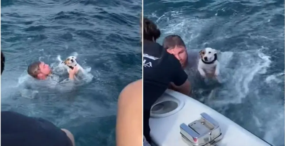 Emocionante rescate. encontraron un perro nadando solo en el medio del mar