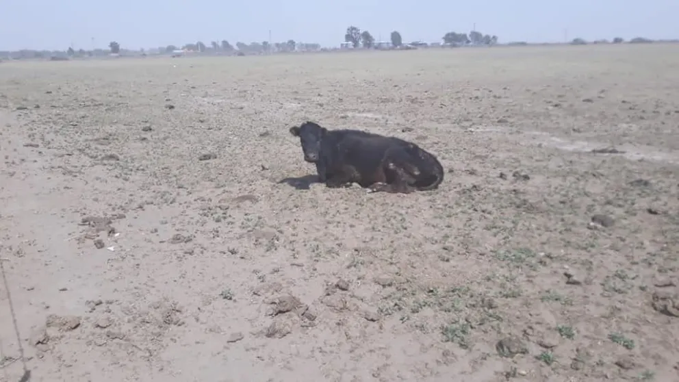 Lo que faltaba: La sequía está matando hacienda