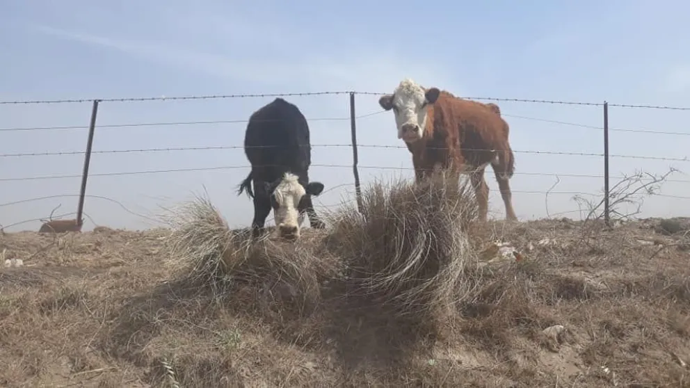 Fondo rotatorio y lluvia traen un poco de alivio a los productores de Patagones 