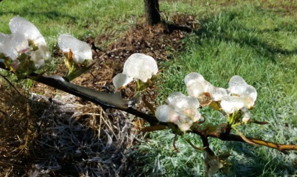 Daños por heladas y granizo: todo listo para la declaración de Emergencia agropecuaria