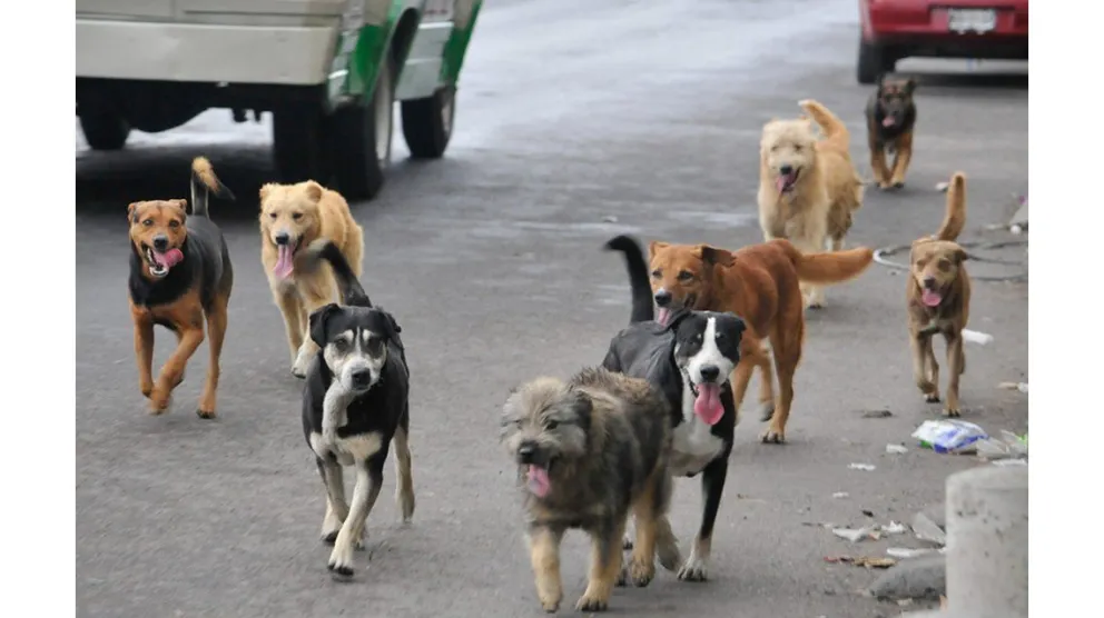 Horror: una joven salió a correr, fue atacada por una jauría y murió desangrada