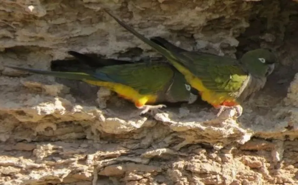 El loro barranquero tan amigo de la gente como el perro