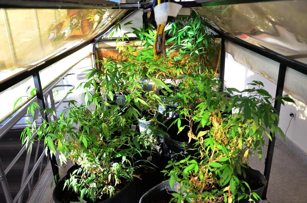 El cannabis medicinal puede ser un arma mortal en el combate contra las vinchucas