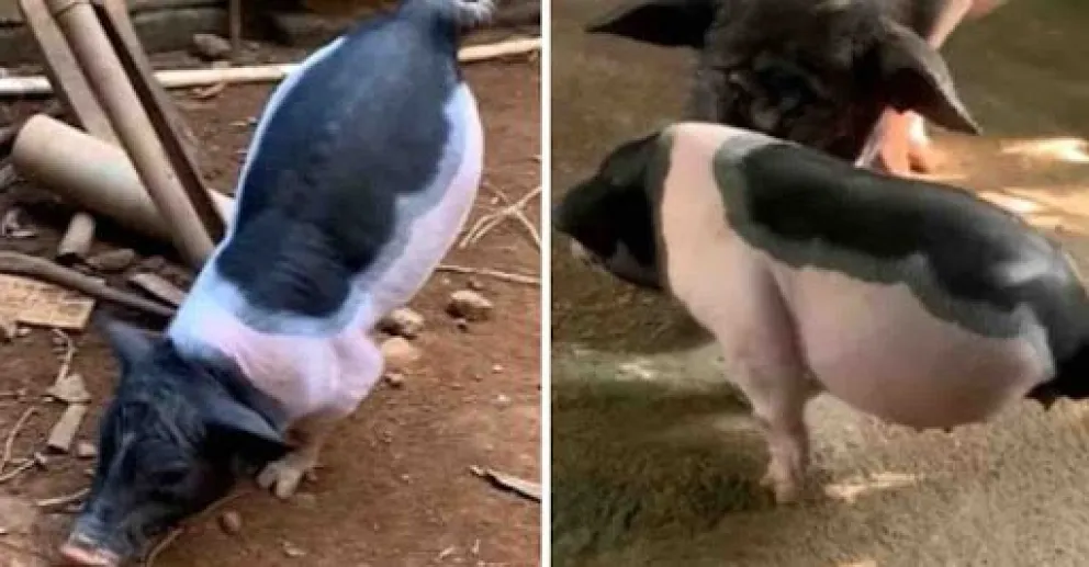 ¡Increíble! Un cerdo nació solo con las dos patas de adelante y camina perfectamente 