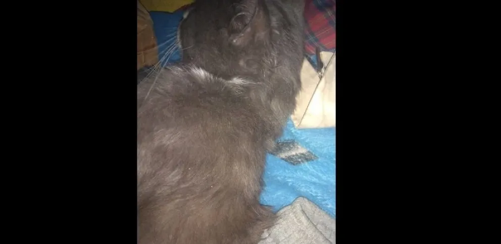 Le pegaron un tiro a su gato y ningún veterinario lo atendió hasta el día siguiente