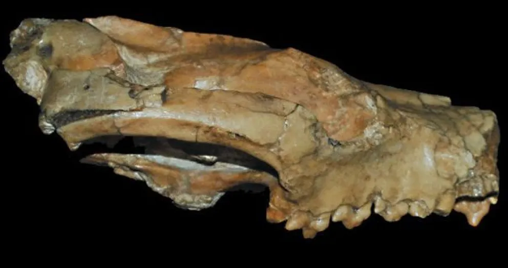 Una mezcla de zorro y hurón ya andaba merodeando hace 15 millones de años