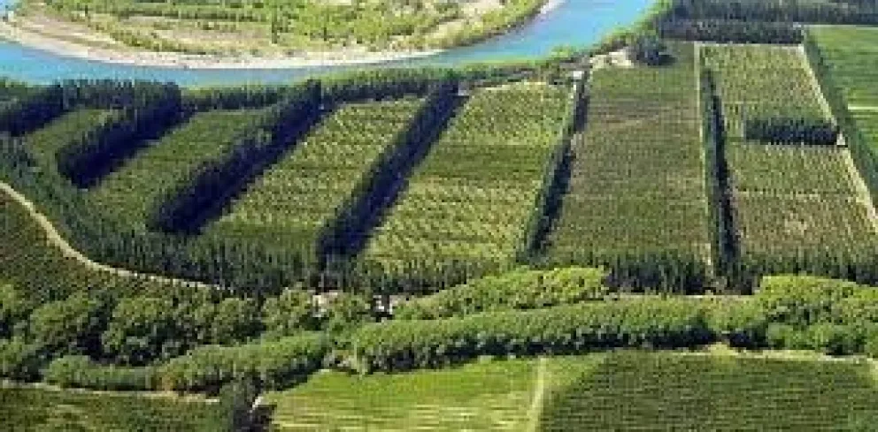 En el Alto Valle se perdieron 9.000 hectáreas de peras y manzanas