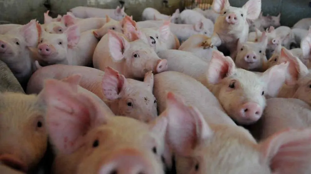 Qué es la peste porcina africana que puso en alerta sanitaria a todo el país