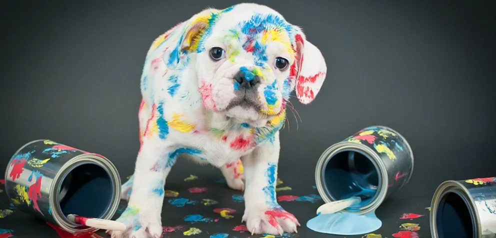 ¿Tu mascota es una obra de arte?: descubrilo con la nueva función que lanzó Google 